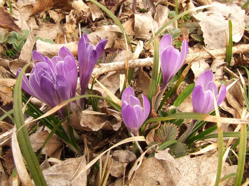 019 crocus